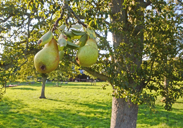 2015-09-10-SER-035-Hauset-Muensterbirnen-Fruechte.jpg