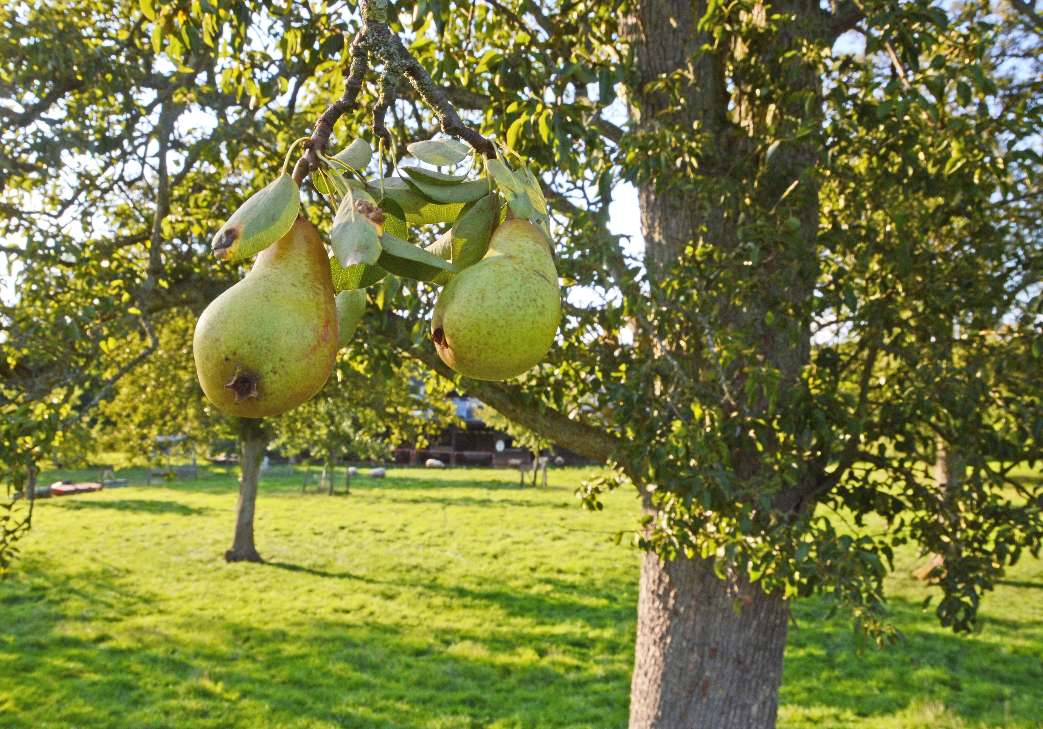 2015-09-10-SER-035-Hauset-Muensterbirnen-Fruechte.jpg
