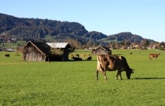 Allgäu