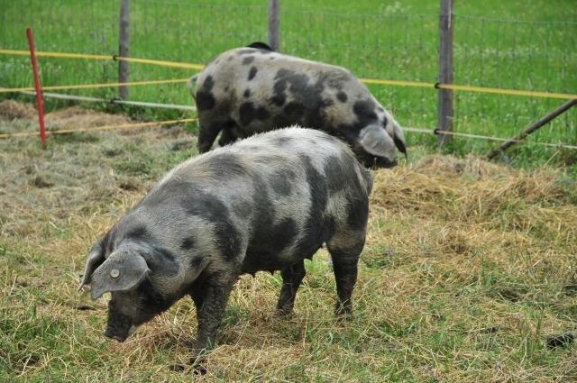 con_all1-2015-07_allgaeuer-weideschwein.jpg