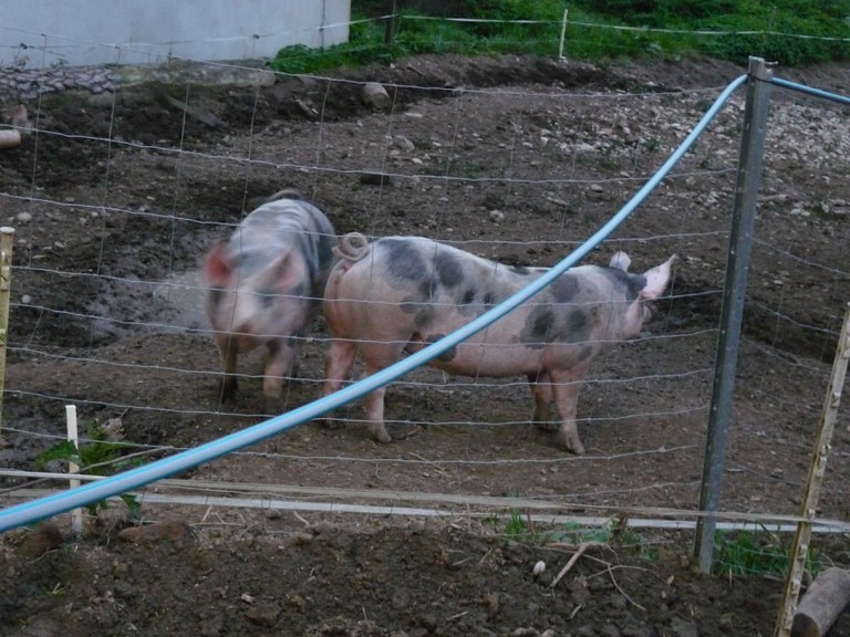 Sieberhof Schweine