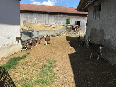 Ziegenhof Auslauf.JPG