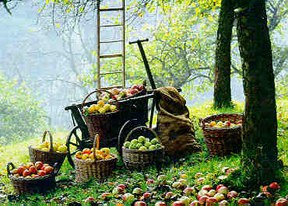 con_bol-4_0_streuobstwiese.jpg con_bol-4_0_streuobstwiese.jpg