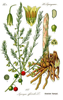 1_owl-va_2013-251px-illustration_asparagus_officinalis0b.jpg 1_owl-va_2013-251px-illustration_asparagus_officinalis0b.jpg