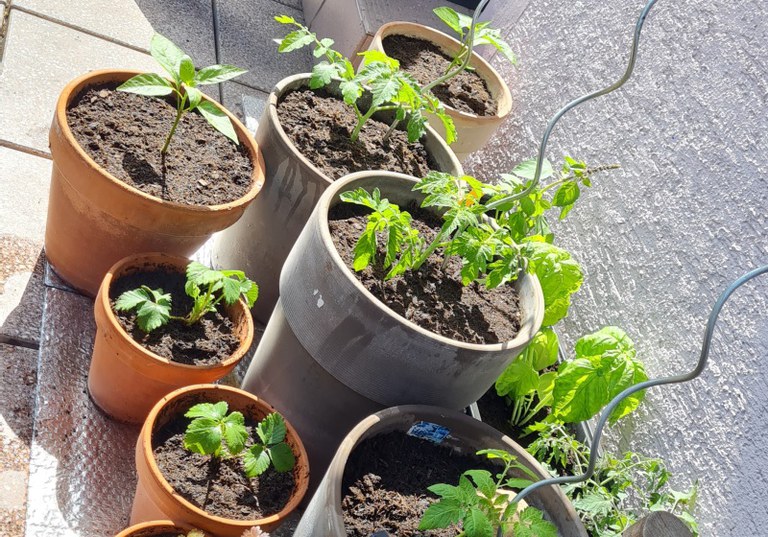 tomate_jungpflanzen.jpg