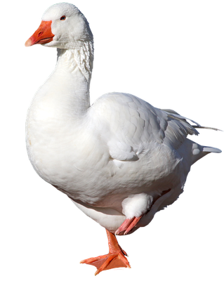 gustav.png