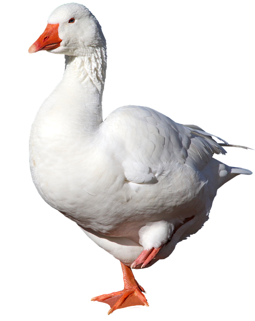 gustav.png