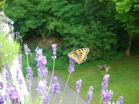herne-lavendel.jpg herne-lavendel.jpg