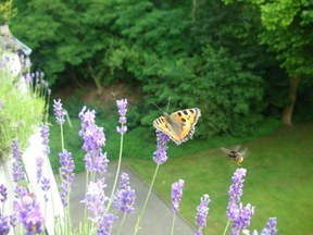 herne-lavendel.jpg