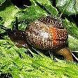 Schnecke auf Blatt