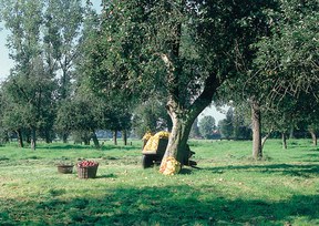 convivium_essen-van_nahmen-streuobstwiese.jpg