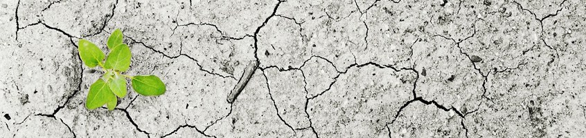 Planetary Health Diet