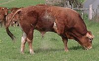 braunschweig-limousin_bull.jpg