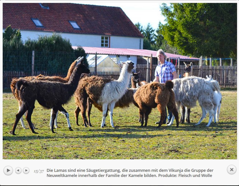 braunschweig-bauckhof_lamas.jpg