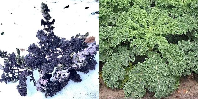 Einladung zum Braunkohlessen 2026