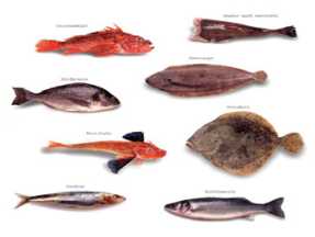 bremen-fisch-fische.jpg bremen-fisch-fische.jpg