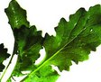 bremen-gemuese-scherkohl.jpg bremen-gemuese-scherkohl.jpg