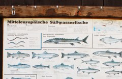 Flussfischerei an Sieg und Rhein