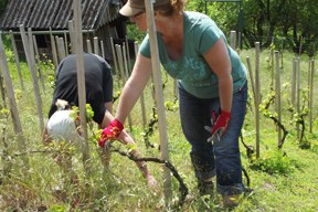 aktionen_2015-cv_aktuell_weinberg_1.jpg