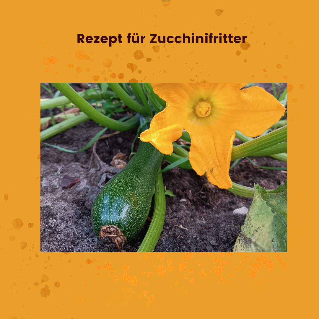 Zucchinifritter_SFDH.png