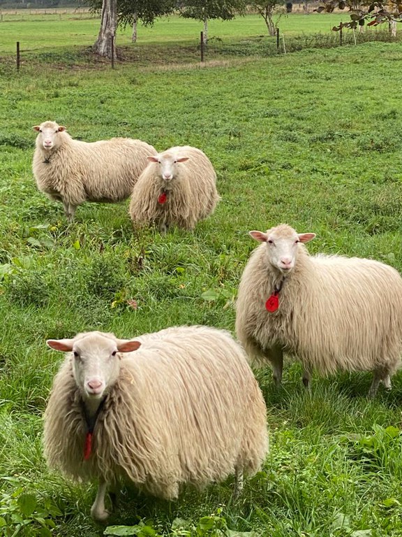 Moorschnucken auf der Weide.jpg