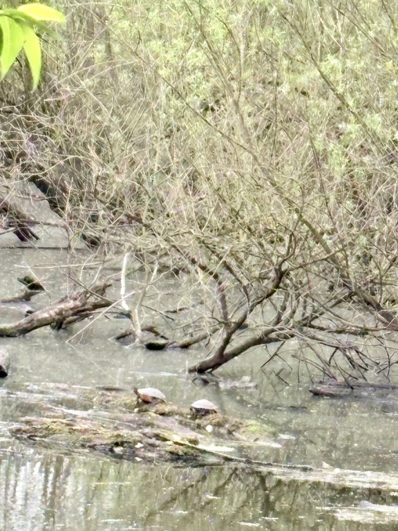 IMG_0705.jpeg