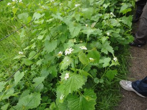 convivium_essen-kraeuterwanderung_angertal_05.05.2012_006.jpg