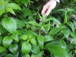 convivium_essen-kraeuterwanderung_angertal_05.05.2012_009.jpg