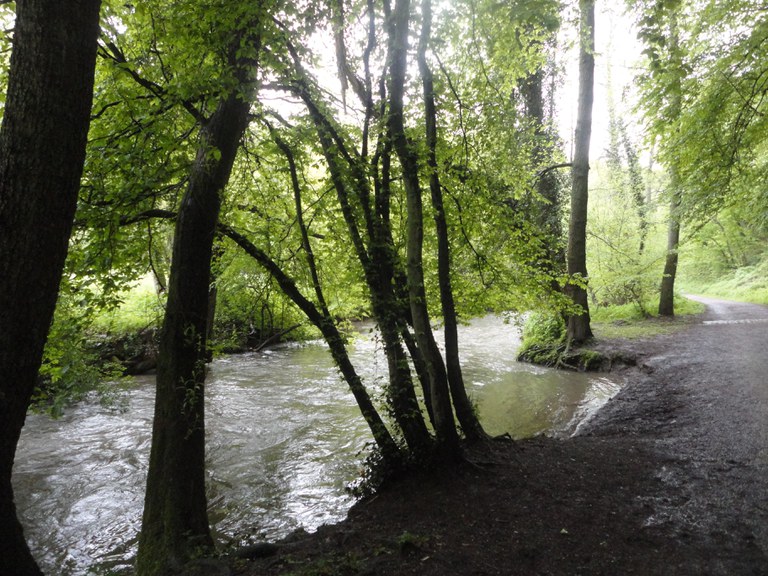 convivium_essen-kraeuterwanderung_angertal_05.05.2012_012.jpg