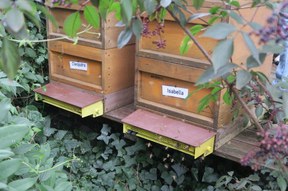 convivium_essen-2015_bienen-img_2101.jpg convivium_essen-2015_bienen-img_2101.jpg