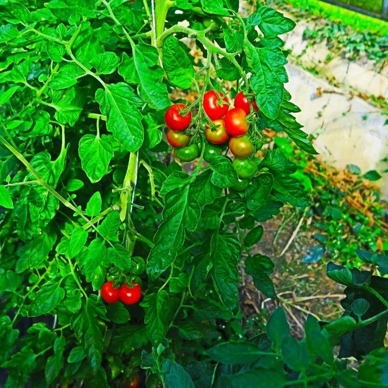 convivium_essen-2016_sommerfest_tomaten.jpg