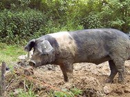 Weideschwein.jpg
