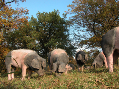 convivium_essen-eichelschweine_-_auf_eichelsuche.jpg