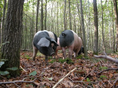 convivium_essen-eichelschweine_-_unterwegs_im_wald.jpg