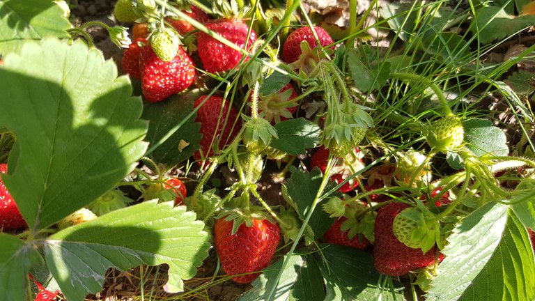 Erdbeeren_Mintrops