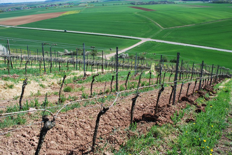 2015-04-17-19_weinreise-weinberg.jpg