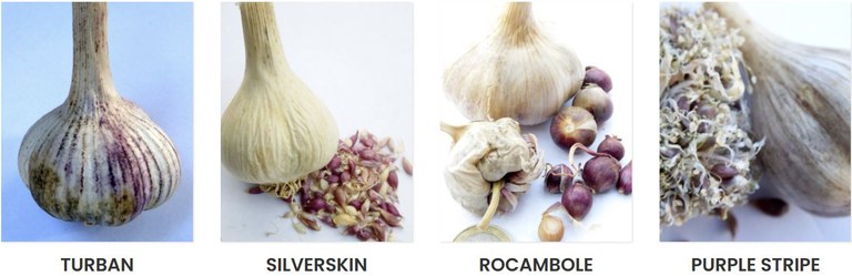 2026 01 02 Knoblauch Screenshot 2026-01-02 151319.jpg 2026 01 02 Knoblauch Screenshot 2026-01-02 151319.jpg