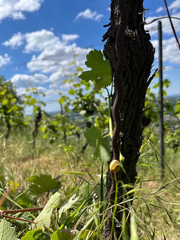 feligreno Slowfood_Veranstaltung.webp