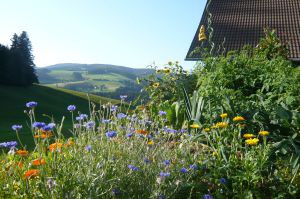 freiburg-berge.jpg