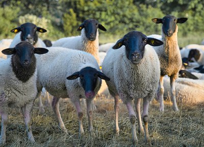 sheep-7251678_1280.jpg