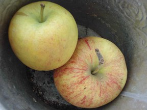 con_h_b288-aepfel.jpg con_h_b288-aepfel.jpg
