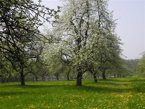 con_ka_b288-streuobst-streuobstwiese.jpg con_ka_b288-streuobst-streuobstwiese.jpg