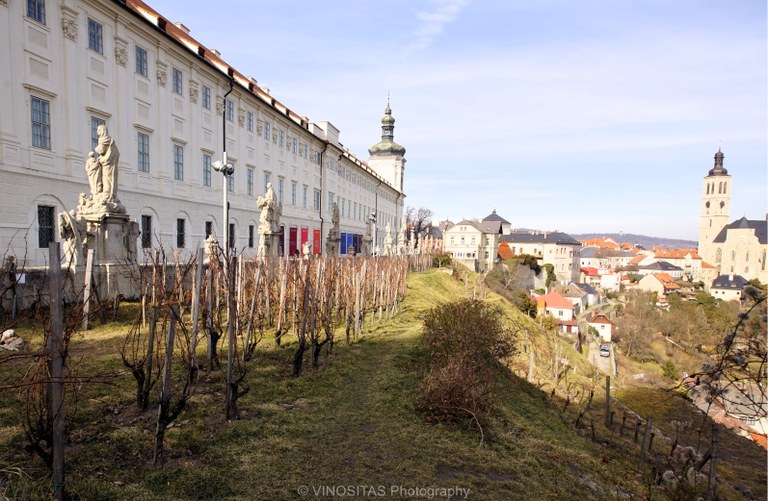 Weinberg am Kloster Sedlec