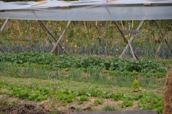 Ernte-Mich - erntefrisches Obst und Gemüse