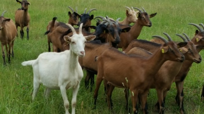 05.07.2026 - Hofbesuch auf dem Ziegenhof in Schleckweda