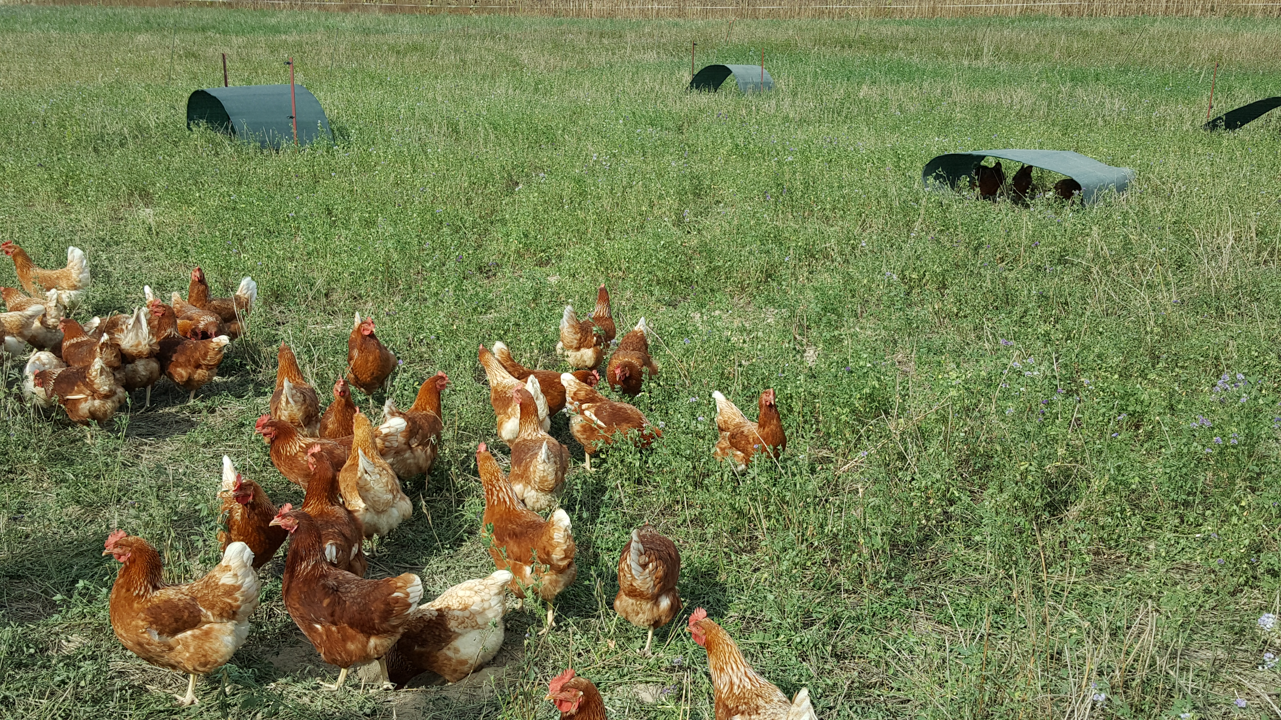 Waldgut_Hühner20200919_123614 (002).jpg
