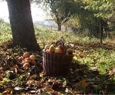 leipzig-aepfel_unter_baum.jpg