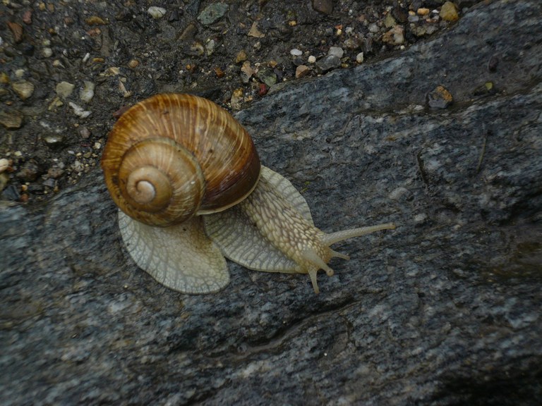 Im Zeichen der Schnecke...