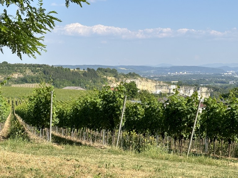 Gute Aussichten für den Wein am Klotz