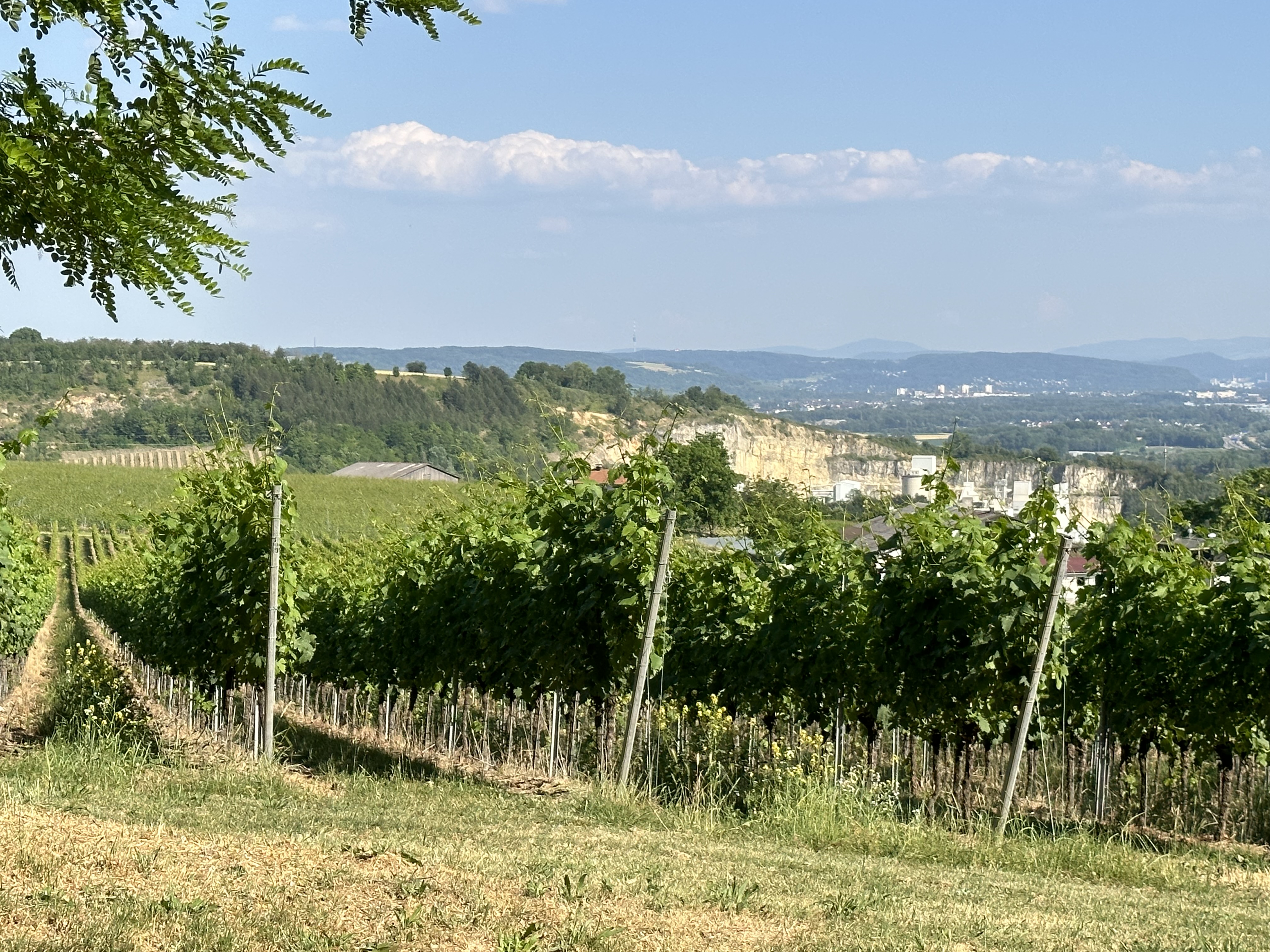 Gute Aussichten für den Wein am Klotz
